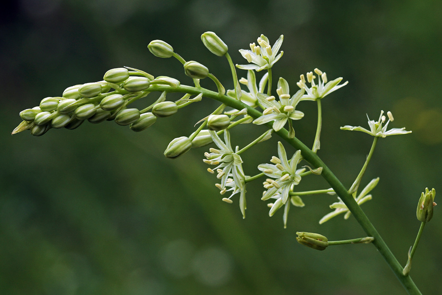 Pirenejsko ptičje mleko
Pirenejsko ptičje mleko. 
Ključne besede: pirenejsko ptičje mleko ornithogalum pyrenaicum