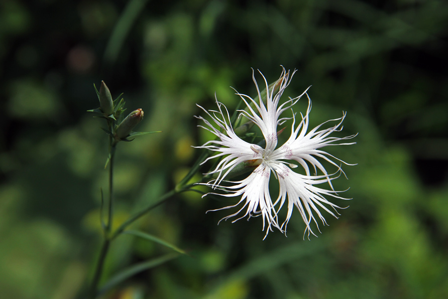 Montpellierski klinček
Montpellierski klinček pod Studorjem.
Ključne besede: montpellierski klinček dianthus monspessulanus