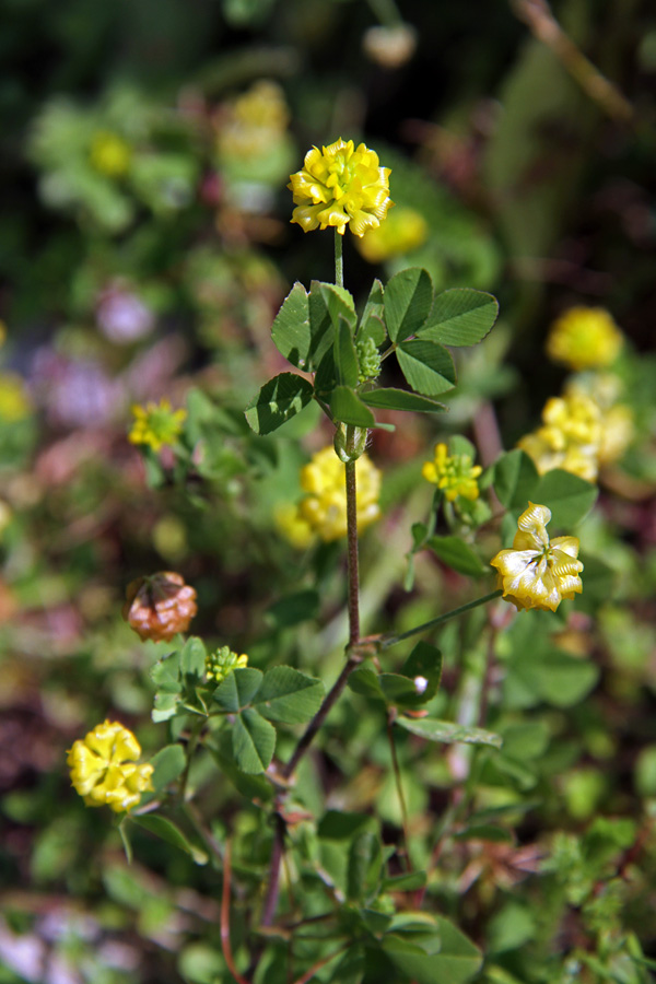 Poljska detelja
Poljska detelja pod Studorjem.
Ključne besede: poljska detelja trifolium campestre