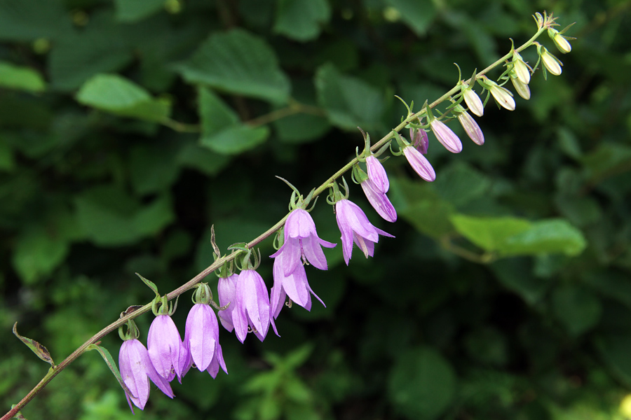 Repuščevolistna zvončica
Repuščevolistna zvončica pod Studorjem.
Ključne besede: repuščevolistna zvončica campanula rapunculoides