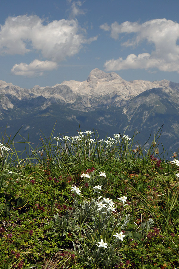 Planike in Triglav
Z grebena Vogel - Črna prst.
Ključne besede: črna prst triglav planika leontopodium alpinum