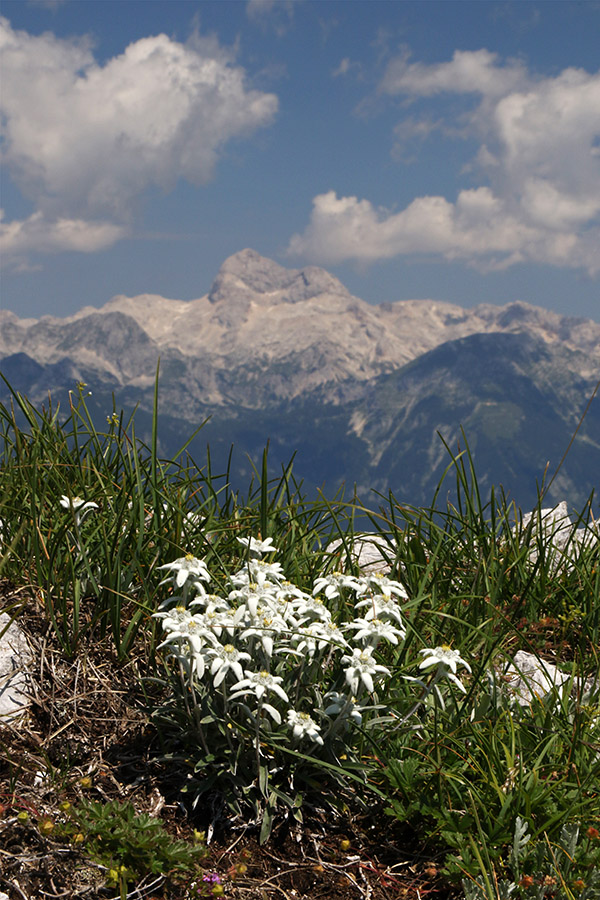 Planike in Triglav
Z grebena Vogel - Črna prst.
Ključne besede: črna prst triglav planika leontopodium alpinum