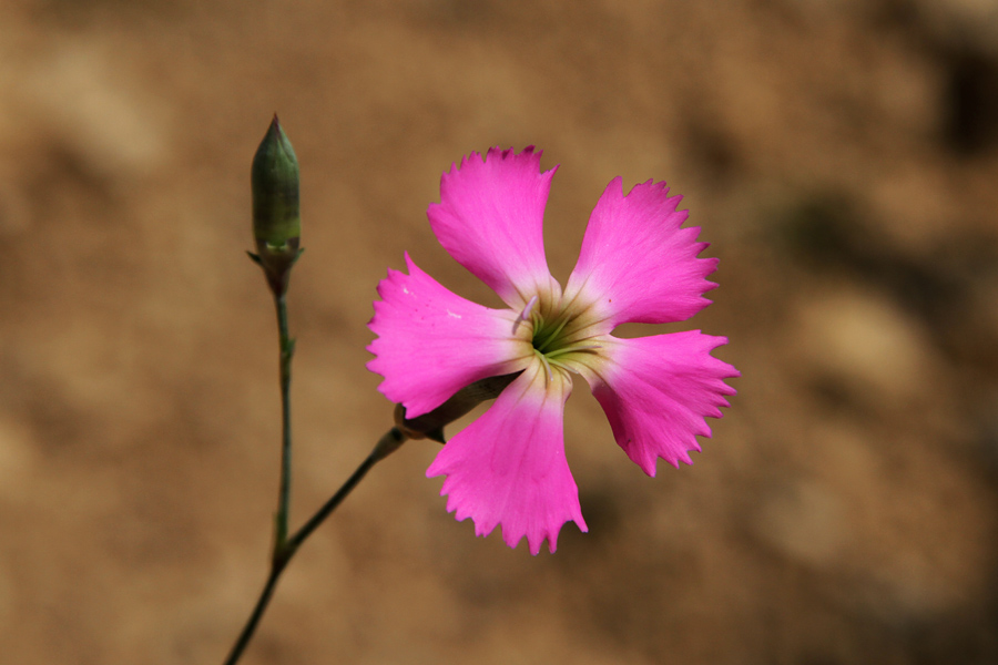 Divji klinček
Cvet divjega klinčka. Pod Studorjem.
Ključne besede: divji klinček dianthus sylvestris