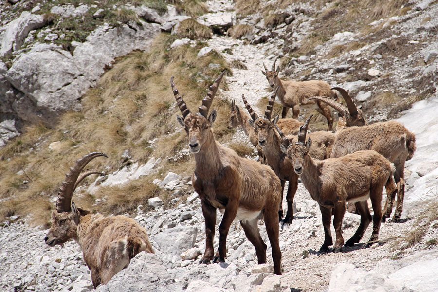 Kozorogi
Na pot proti jezeru v Lužnici so se nam nastavili kozorogi.
Ključne besede: kozorog capra ibex