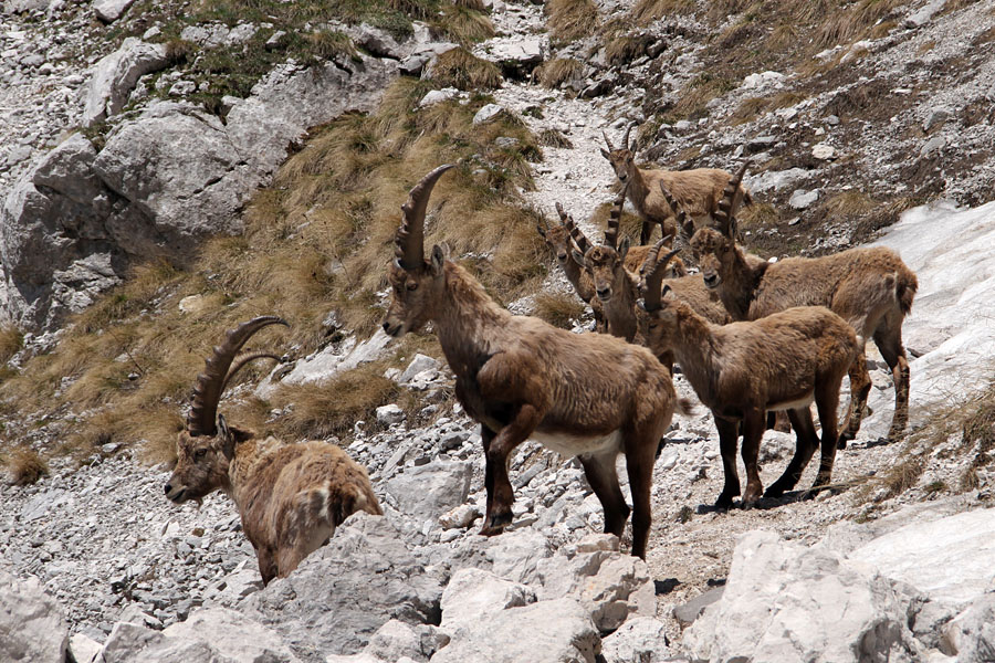 Kozorogi
Kozorogi.
Ključne besede: kozorog capra ibex