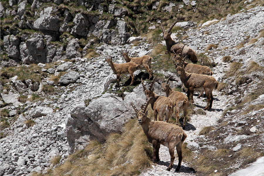 Kozorogi
Na poti proti jezeru v Lužnici.
Ključne besede: kozorog capra ibex