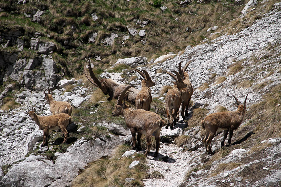 Kozorogi
Se kar niso hoteli umakniti. Najstarejši je celo legel.
Ključne besede: kozorog capra ibex