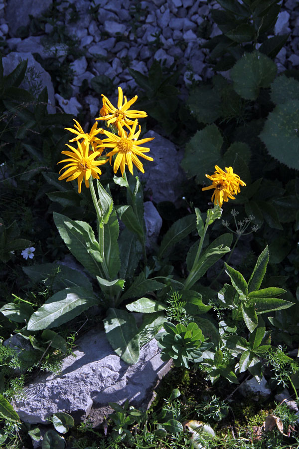 Divjakovški grint
Divjakovški grint nad planino Laz.
Ključne besede: divjakovški grint senecio doronicum