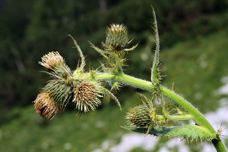 Kranjski osat
Ob poti na Ograde je pričel cveteti kranjski osat.
Ključne besede: kranjski osat cirsium carniolicum