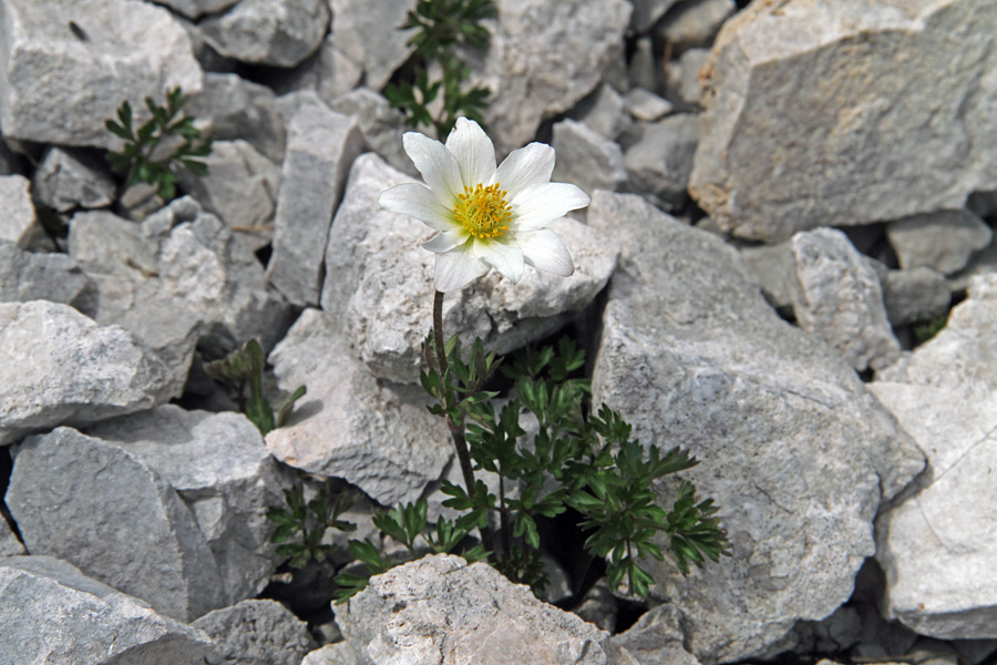 Mala vetrnica
Spet rastlina melišč, ki so bila dolgo pod snegom. Mala vetrnica pod Ogradi.
Ključne besede: mala vetrnica anemone baldensis