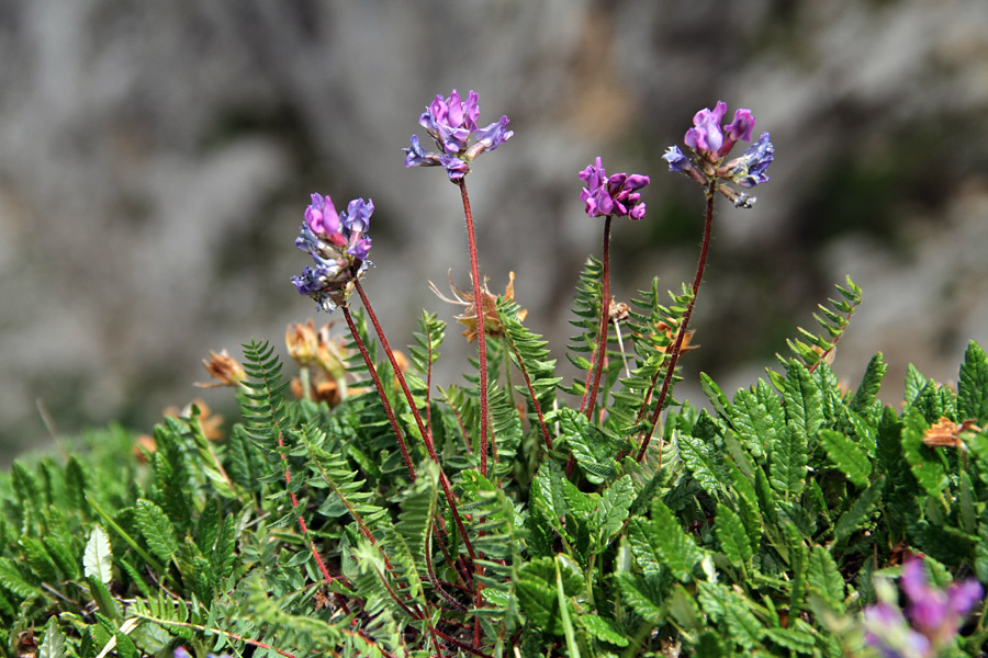 Pirenejska osivnica
Pirenejska osivnica pod Ogradi.
Ključne besede: pirenejska osivnica oxytropis neglecta