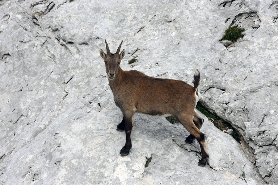 Pa še en mladinec
Zvedavi mladi kozorog. Na Lepem Špičju.
Ključne besede: kozorog capra ibex ibex