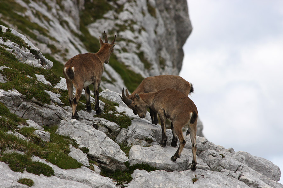 Pohajkovanje
Pohajkovanje kozorogov na Lepem Špičju. 
Ključne besede: kozorog capra ibex ibex