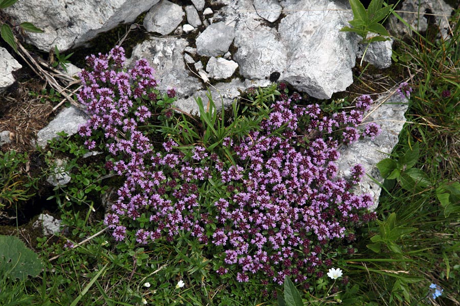 Materina dušica
Vsem poznana materina dušica. Na planini na Kraju.
Ključne besede: materina dušica thymus vulgaris