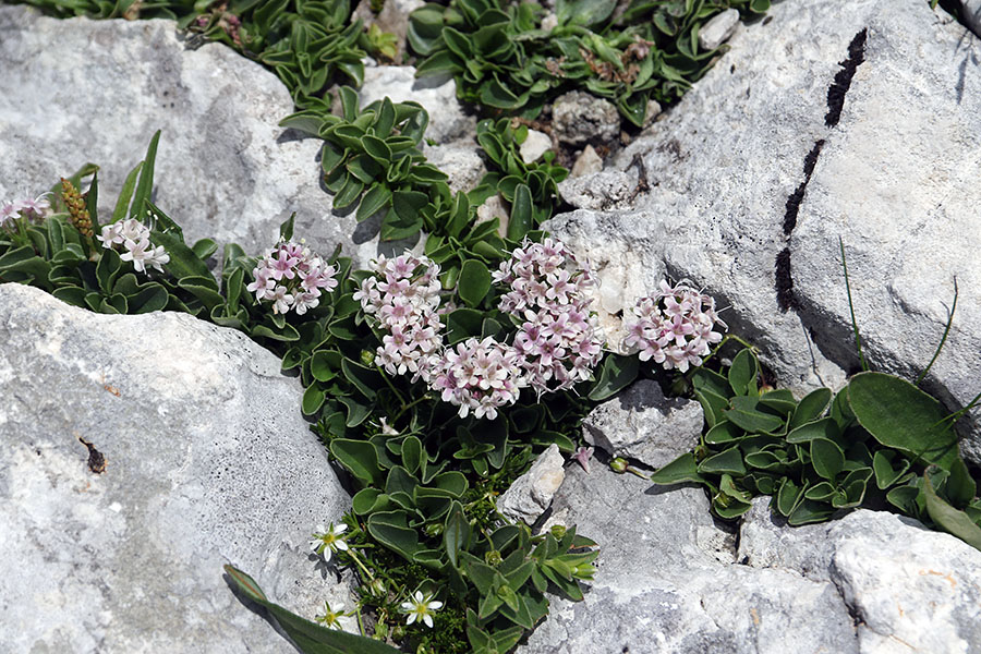 Nizka špajka
Nizka špajka.
Ključne besede: nizka špajka valeriana supina