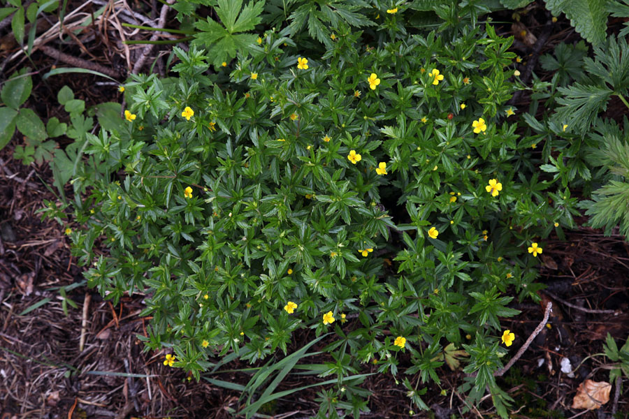 Srčna moč
Drobni cvetovi srčne moči. Na Komni.
Ključne besede: srčna moč potentilla erecta