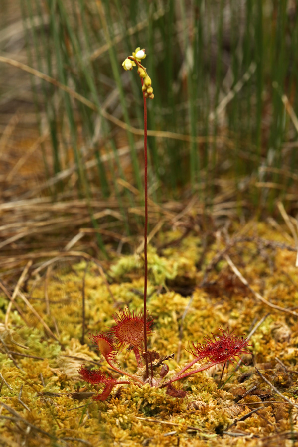 Okroglolistna rosika
Okroglolistna rosika na visokih barjih na Jelovici.
Ključne besede: okroglolistna rosika drosera rotundifolia