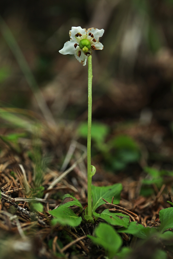 Navadna enocvetka
Navadna enocvetka, katere cvetovi že počasi venijo. Pravzaprav je bila edini še uporaben primerek za fotografiranje. Jelovica.
Ključne besede: navadna enocvetka moneses uniflora