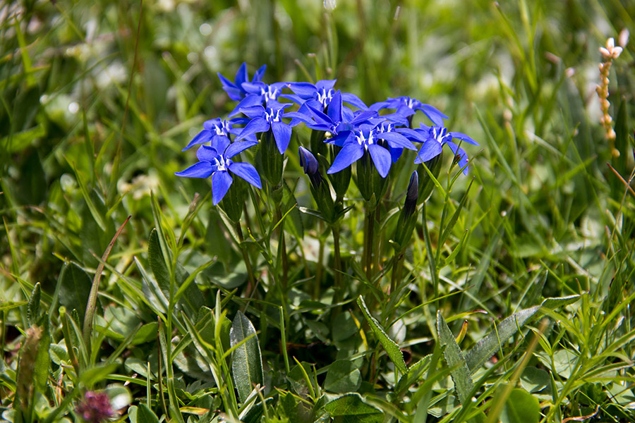 Nizki svišč
Pod Mišelj vrhom.
Ključne besede: nizki svišč gentiana pumila