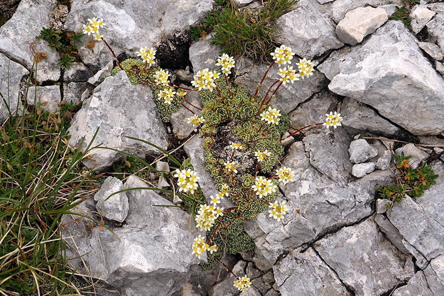 Grozdasti kamnokreč
Na Mišelj vrhu.
Ključne besede: grozdasti kamnokreč saxifraga paniculata