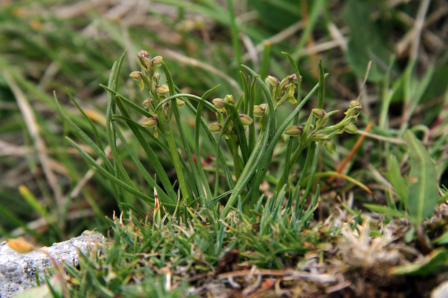 Alpska cepetuljka I.
Na Ogradih smo našli veliko alpskih cepetuljk. Te rastline so visoke komaj 5 cm in jih je težko najti. Ponekod jih je raslo več skupaj.
Ključne besede: alpska cepetuljka chamorchis alpina