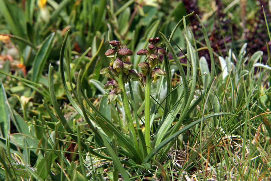 Alpska cepetuljka II.
Pa spet parček alpskih cepetuljk. Na Ogradih.
Ključne besede: alpska cepetuljka chamorchis alpina