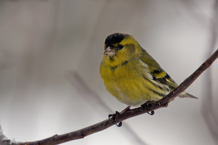 Čižek
Najmanjša vrsta ptic med kratkim postankom pred krmilnico.
Ključne besede: čižek carduelis spinus