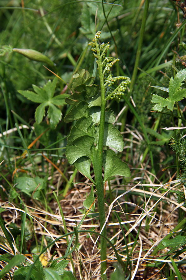 Navadna mladomesečina I.
Navadna mladomesečina na Ogradih.
Ključne besede: navadna mladomesečina botrychium lunaria