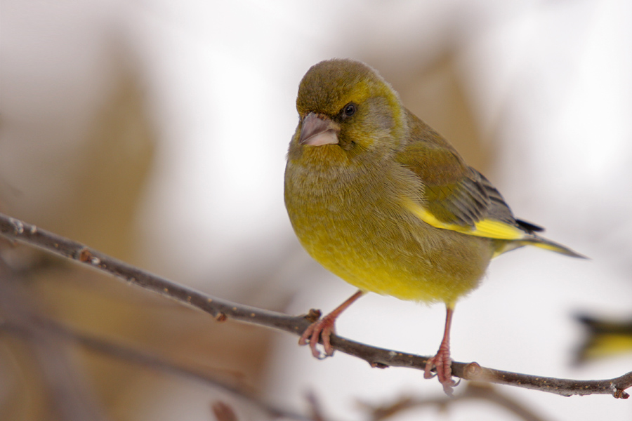 Zelenček
Zelenec med postankom pred krmilnico.
Ključne besede: zelenec carduelis chloris