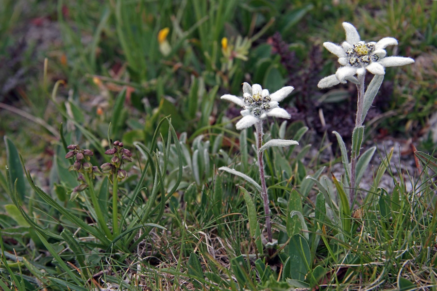 2 + 2
Alpska cepetuljka v družbi planik. Zanimiva primerjava, kako majhne so alpske cepetuljke.
Ključne besede: alpska cepetuljka chamorchis alpina planika leontopodium alpinum