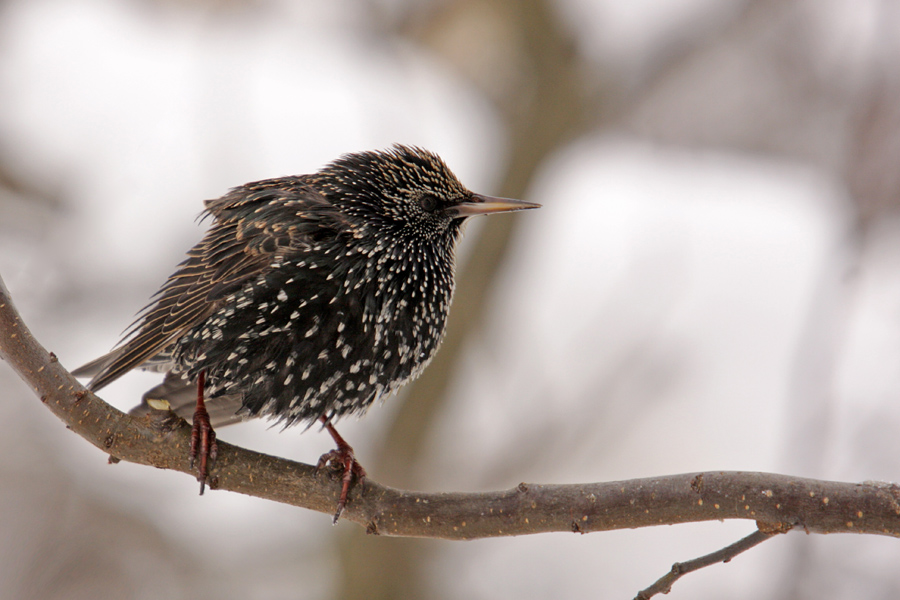 Škorec
Po potešitvi lakote se je šel umivat na drevo.
Ključne besede: škorec sturnus vulgaris