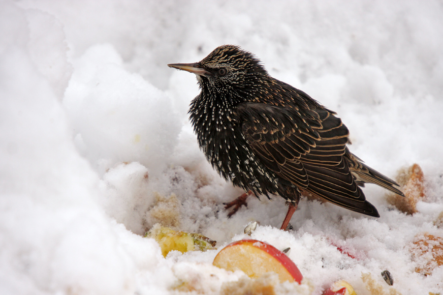 Lačni škorec II.
Lačni škorec na našem vrtu.
Ključne besede: škorec sturnus vulgaris