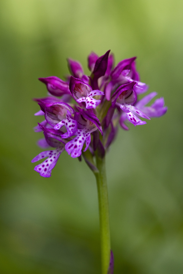 Trizoba  kukavica II.
Še ne povsem odprta trizoba kukavica.
Ključne besede: trizoba kukavica orchis tridentata