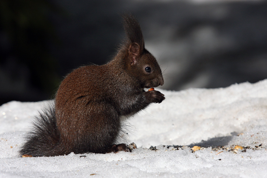 Veverica
Pri obedu. Na Pokljuki.
Ključne besede: veverica sciurus vulgaris