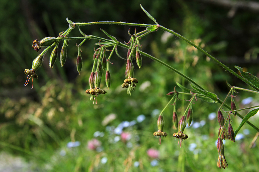 Kimasta lepnica
Kimasta lepnica nad planino v Lazu.
Ključne besede: kimasta lepnica silene nutans