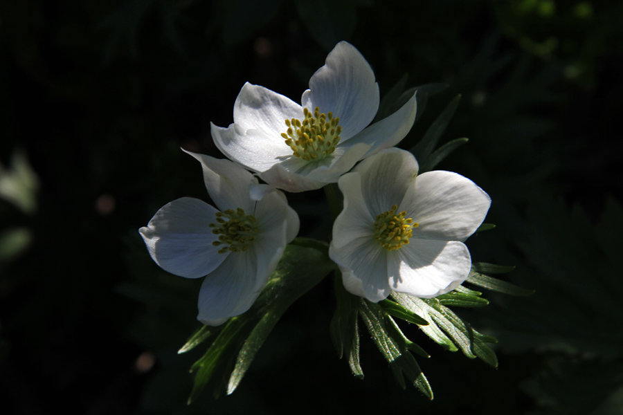 Kobulasta vetrnica
Kobulasta vetrnica pod Črno prstjo.
Ključne besede: kobulasta vetrnica anemone narcissiflora