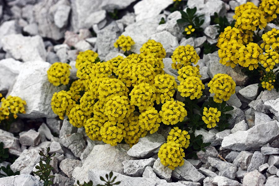 Obirski grobeljnik
Obirski grobeljnik v skalah nad jezerom v Lužnici.
Ključne besede: obirski grobeljnik alyssum ovirense