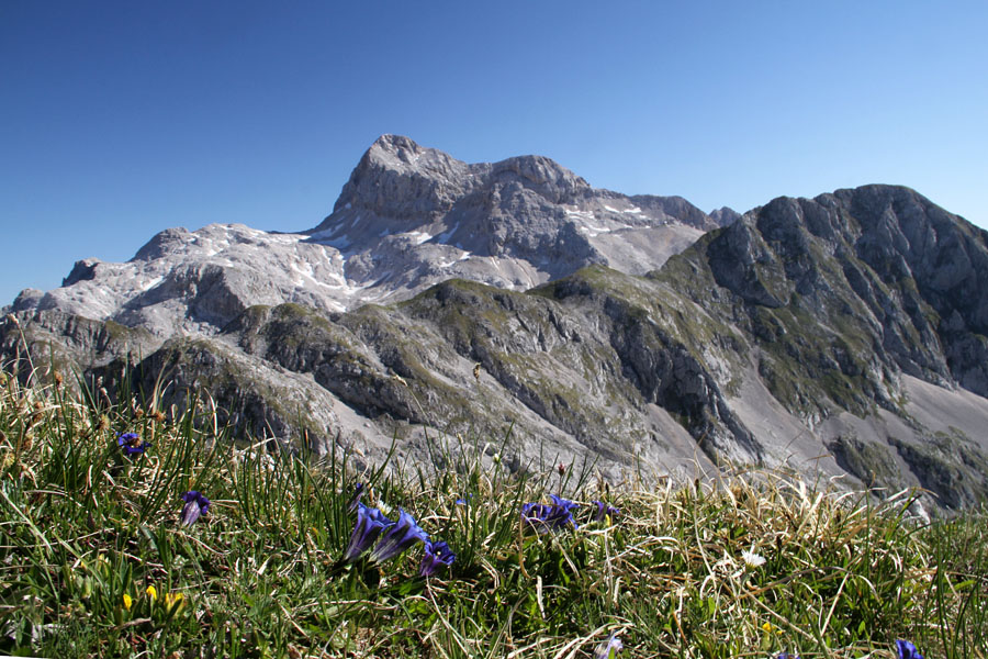 S Škednjovca
Encijan na grebenu Škednjovca, zadaj pa Mišelj vrh in Triglav
Ključne besede: mišelj vrh triglav škednjovec