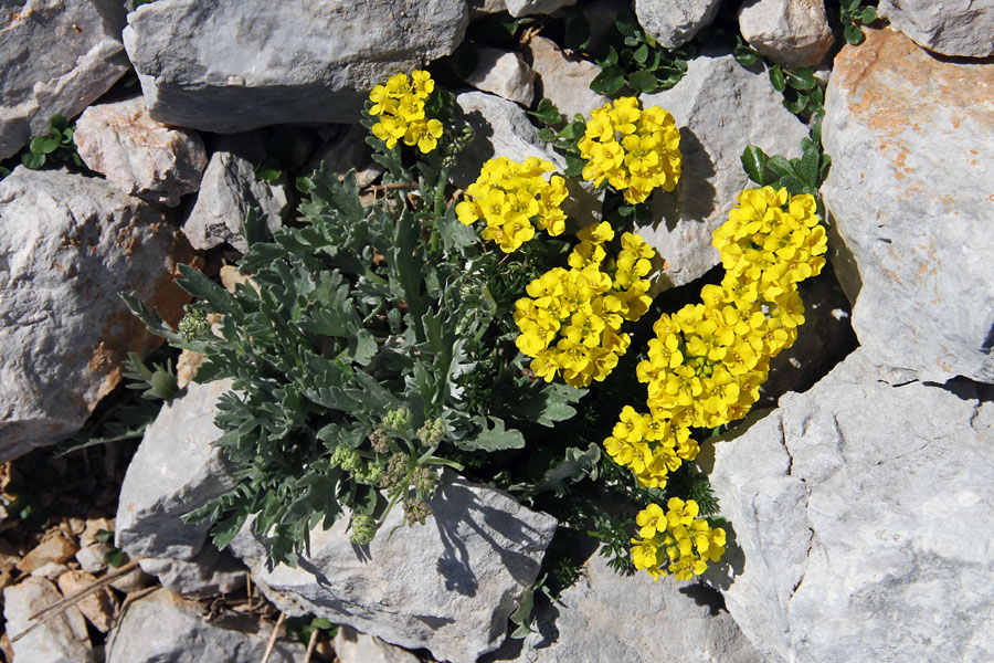 Obirski grobeljnik
Obirski grobeljnik na Stolu.
Ključne besede: obirski grobeljnik alyssum ovirense