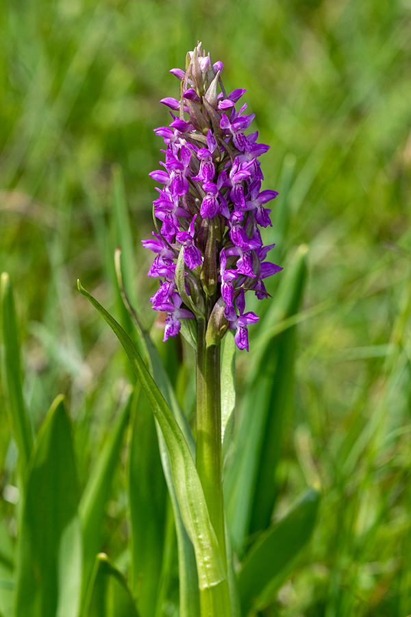 Mesnordeča prstasta kukavica
Mesnordeča prstasta kukavica.
Ključne besede: mesnordeča prstasta kukavica dactylorhiza incarnata