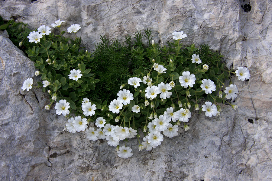 Smiljka
Smiljka na poti čez Sovatno
Ključne besede: smiljka cerastium latifolium-agg