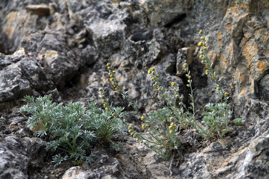 Bleščeči pelin II.
Šopek bleščečega pelina. 
Ključne besede: bleščeči pelin artemisia nitida