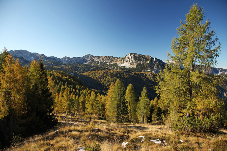 Se barvajo macesni I.
Pot s planine Za Skalo proti Travniški dolini.
Ključne besede: planina za skalo travniška dolina