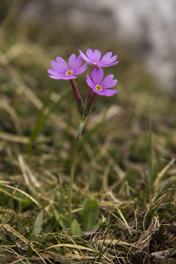 Dolgocvetni jeglič I.
Dolgocvetni jeglič v dolini Triglavskih jezer.
Ključne besede: dolgocvetni jeglič primula halleri