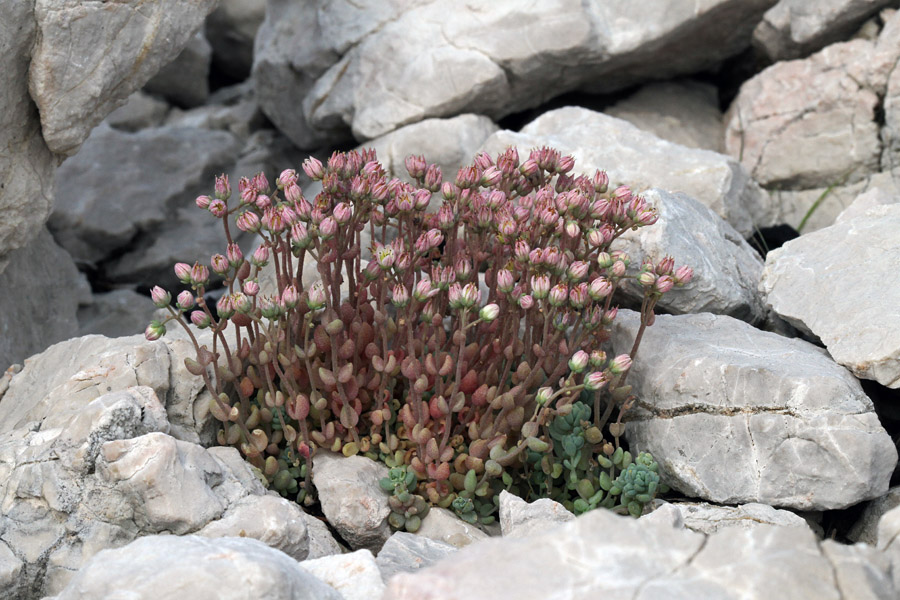 Dlakavolistna homulica III.
Šopek dlakavolistne homulice v Komarči.
Ključne besede: dlakavolistna homulica sedum dasyphyllum