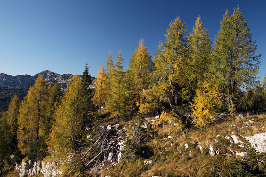 Se barvajo macesni II.
S planine Za Skalo proti Travniški dolini.
Ključne besede: planina za skalo travniška dolina