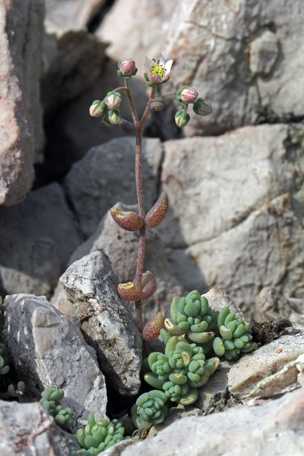 Dlakavolistna homulica II.
Cvet dlakavolistne homulice. Komarča.
Ključne besede: dlakavolistna homulica sedum dasyphyllum