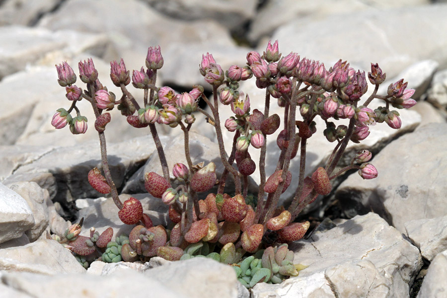 Dlakavolistna homulica I.
Na sončnih skalah Komarče cveto dlakavolistne homulice.
Ključne besede: dlakavolistna homulica sedum dasyphyllum