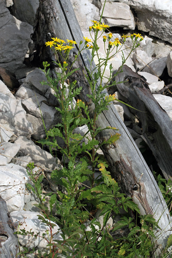 Skalni grint
Skalni grint na Komarči.
Ključne besede: skalni grint senecio squalidus