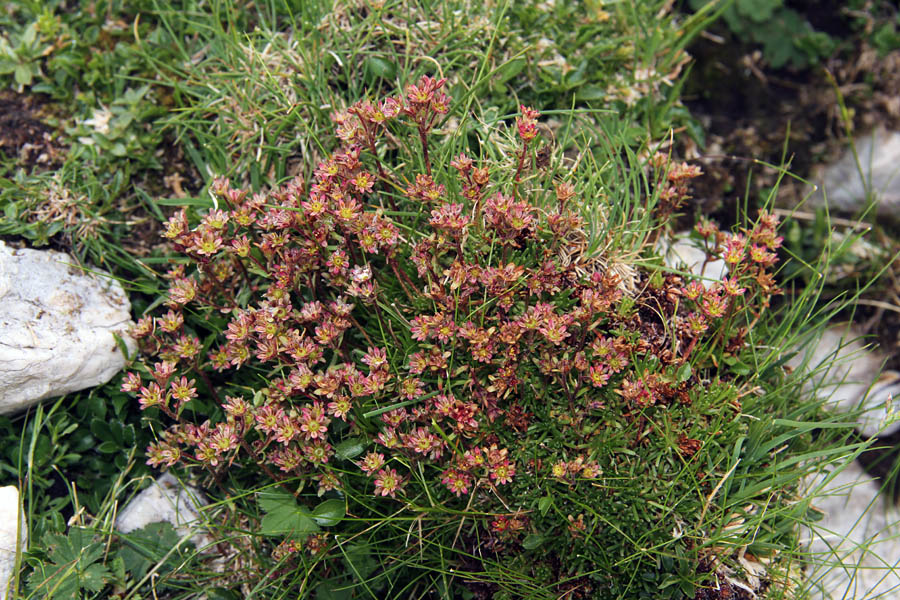 Črnoškrlatni kamnokreč II.
Lep šopek črnoškrlatnega kamnokreča.
Ključne besede: črnoškrlatni kamnokreč saxifraga exarata subsp. atropurpurea